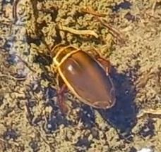 Dytiscus sp.